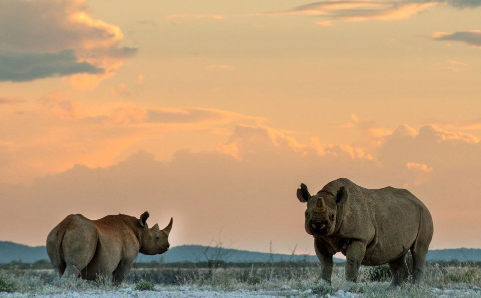 Finalizing the Friendly Year with the rhinos