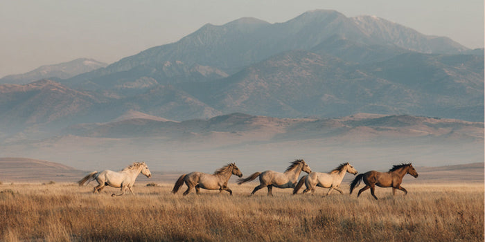 A conversation with Clare Staples, founder of Skydog Ranch & Sanctuary